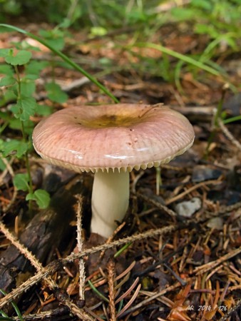 PLÁVKA NEURČENÁ - RUSSULA SP.